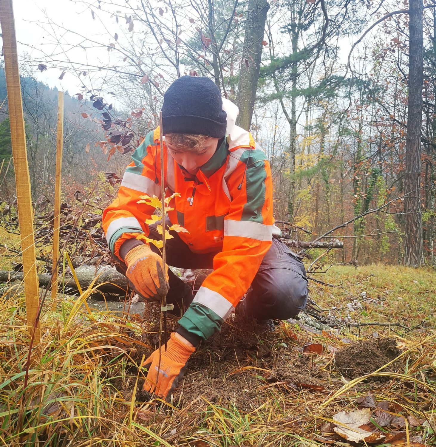 Baumspende Jubiläum Husner Forst Wölflinswil Baumspende Jubiläum Husner Forst Wölflinswil