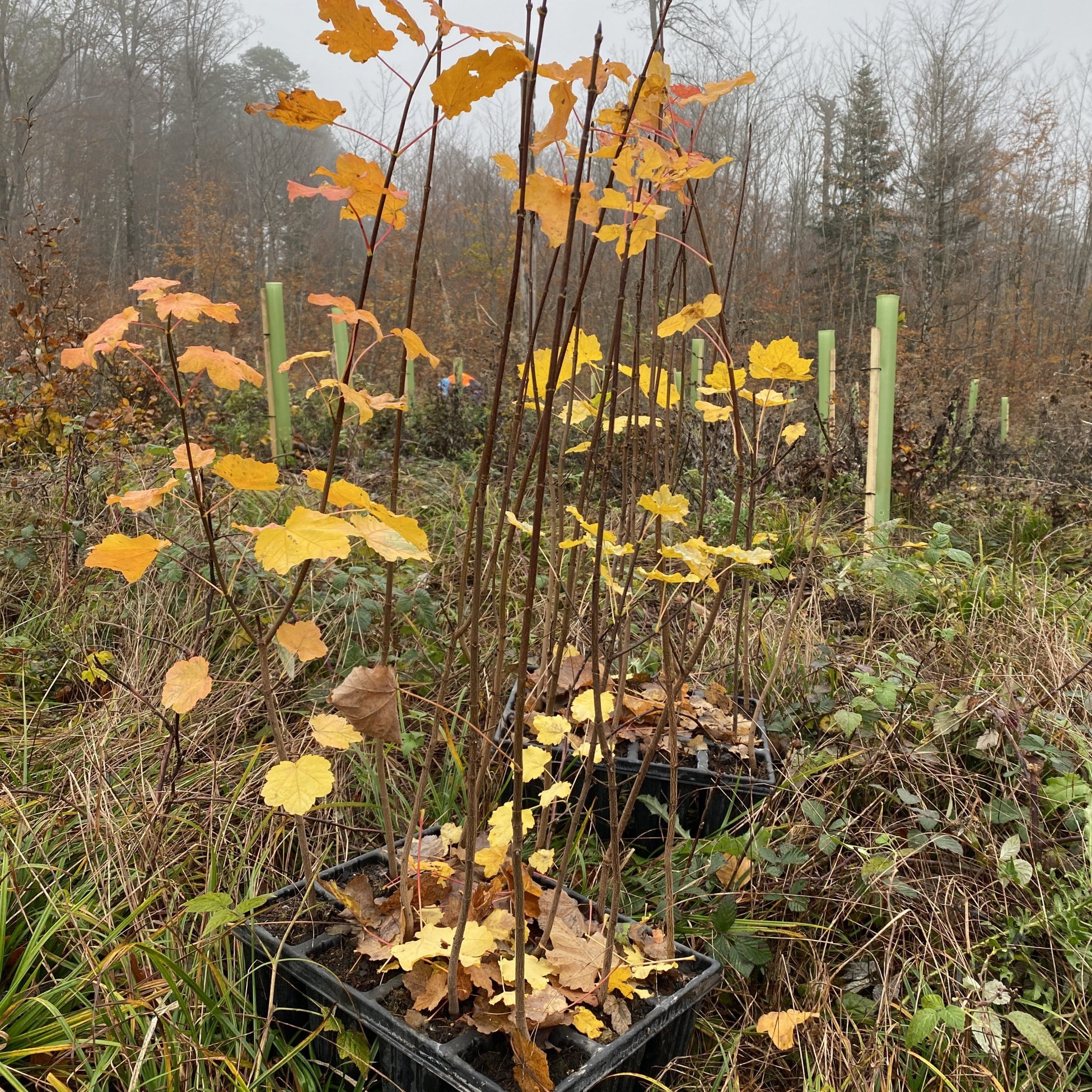 Baumspende Jubilaeum HUSNER Forst Villigen Baumspende Jubilaeum HUSNER Forst Villigen