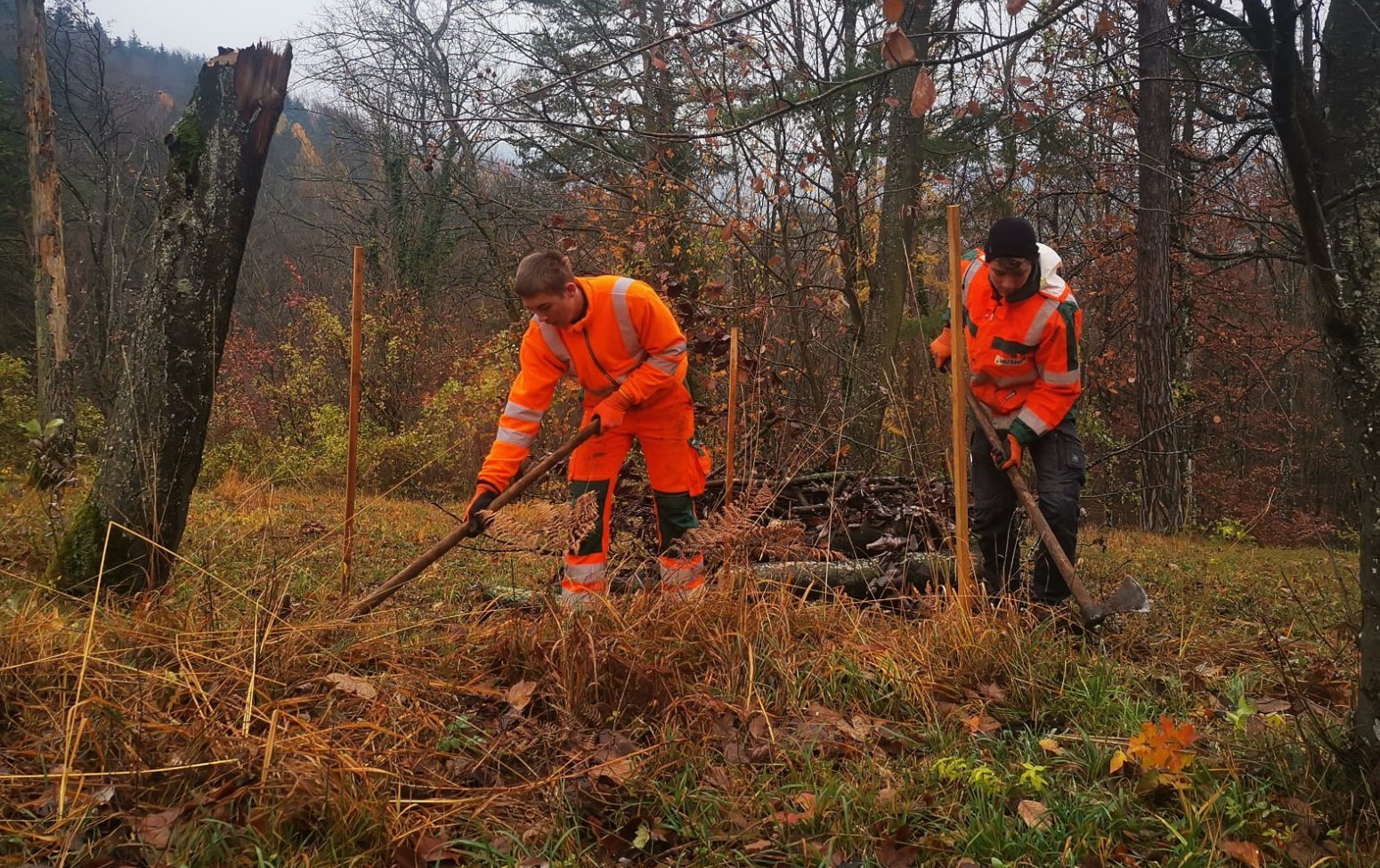 Baumspende Jubiläum Husner Forst Wölflinswil Baumspende Jubiläum Husner Forst Wölflinswil