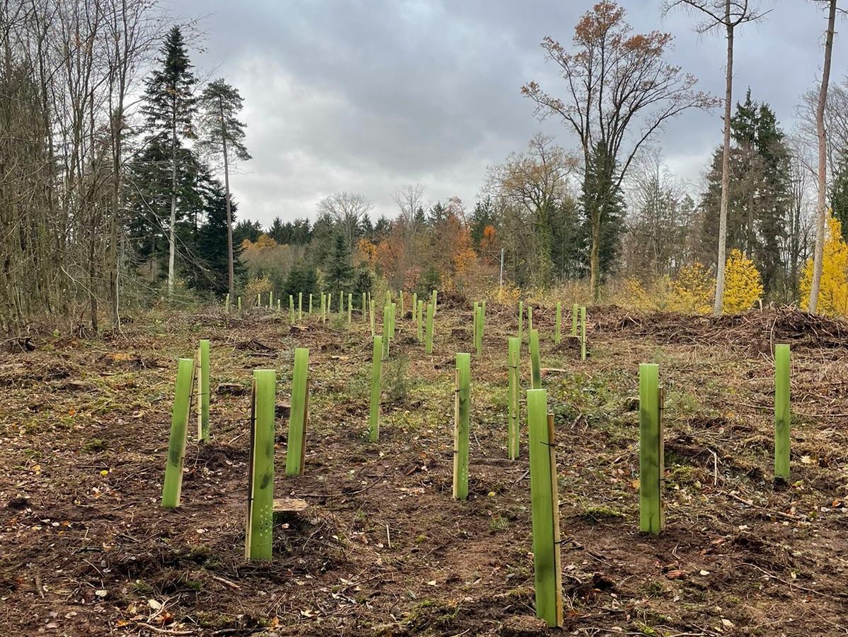 Baumspende_Jubilaeum_HUSNER_Staatswald_Kaisten Baumspende_Jubilaeum_HUSNER_Staatswald_Kaisten